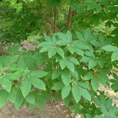 メガマックス×2袋 500CV(¥8510×2-¥15800=¥1220)オートシップ事前決済済んだ方用。