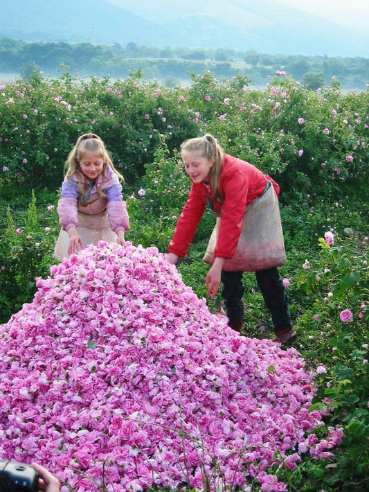 ルシールセラム×2本 500CV