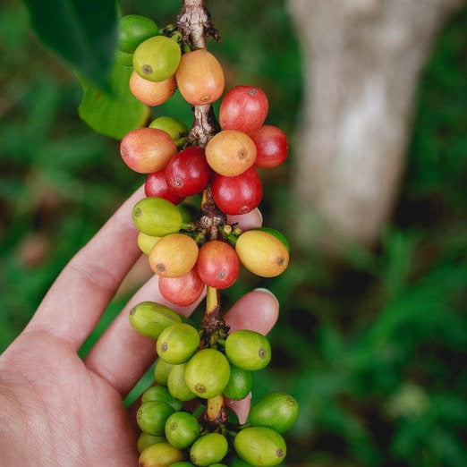グラン グスト 80 Caps. 500CV