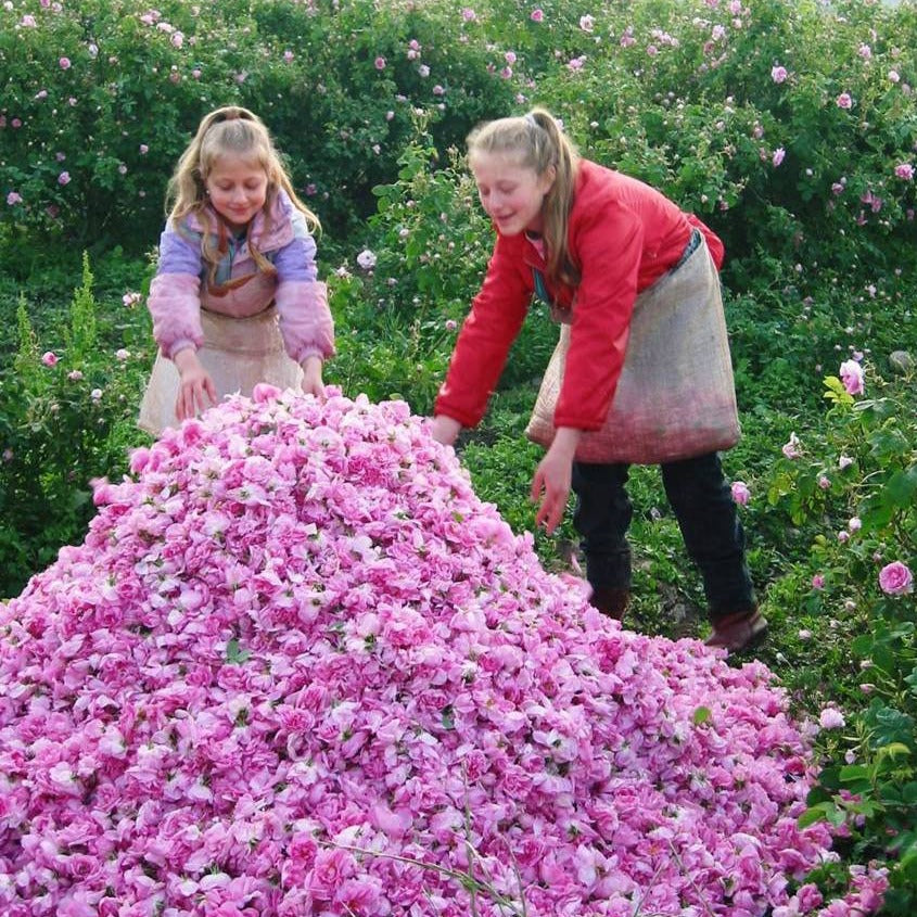 ルシールセラム×１本 250CV